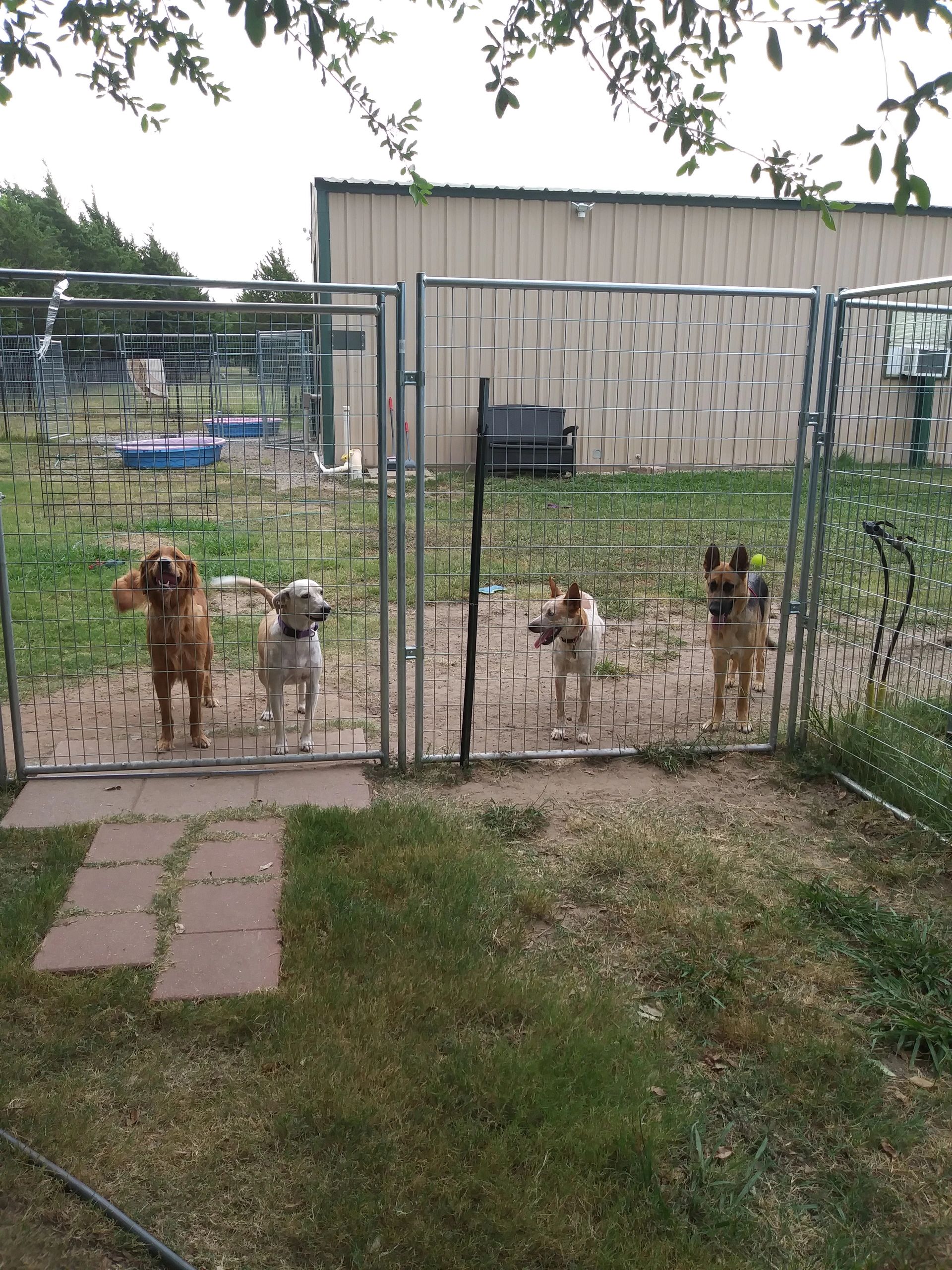 Boarding pet sitting pampered paws dog hotel bonham texas
